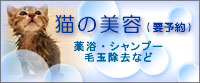 �L�̔��e�@